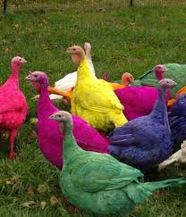 Gozzi's turkey farm in guilford, conn., is famous for its display of colored turkeys during the holiday season. Eat A Rainbow Turkey This Thanksgiving The Luxury Spot