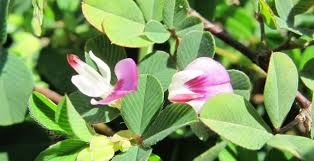 Image result for Galactia striata