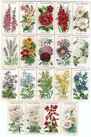 Flower names that start with b Pin By Sona Nevrlova On Garden Plants Cottage Garden Plants Cottage Garden Flower Garden Plants