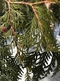 In this same way, pine resin can also be used to heal our wounds. The Magic Of Cedar No Mi Hunt Gather
