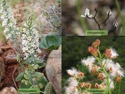 Image result for Eriospermum