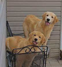 When a dog is discovering all about the things which surround it in this strange new world, it also learns all sorts of fresh stuff. Harborview Golden Retrievers Golden Retrievers Puppies Breeders Pa