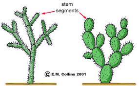 Some cacti species have barbed spines and fragile easily broken stems, the stem segments can attach to animals and be transported to a new location. Vegetative Terminology Part 2