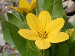 Maybe you would like to learn more about one of these? Lindheimera Texana Texas Yellowstar Native Plants Of North America