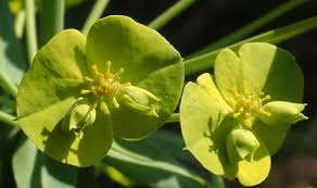 Image result for Euphorbia mossambicensis