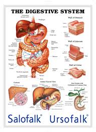 Medical Chart For Digestive System Buy Medical Chart Medical Posters Medical Posters And Charts Product On Alibaba Com