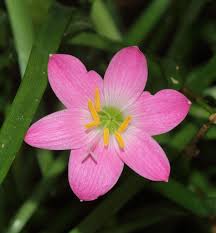Image result for Zephyranthes minuta
