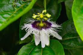 Image result for Passifloraceae