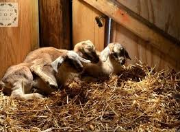 During mating, the female can transfer up to 1,500 eggs at a time. Birthing Goat Kids Manna Pro