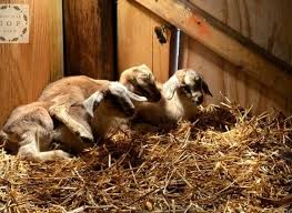 Goats can look pregnant even with they're not due to the way they digest food. Birthing Goat Kids Manna Pro