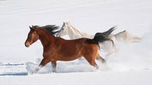10 Popular Horse Quotes And What They Mean