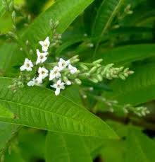 Check spelling or type a new query. Lemon Verbena Cedron In Spanish Verbena Planting Herbs Lemon Verbena