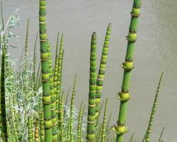 Image result for Equisetaceae