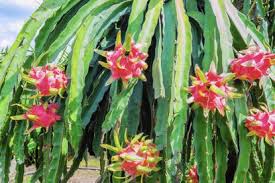 The cheapest offer starts at r 10. Upcoming Exotic Fruit Tree Sale And Native Plant Auction South Florida Sun Sentinel South Florida Sun Sentinel