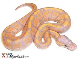 We did not find results for: Banana Ball Python For Sale With Live Arrival Guarantee Xyzreptiles