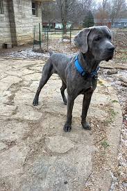 We are one of the best adoption agency in indianapolis and we can help you to place baby up for adoption. Looking To Adopt A Pet Here Are 6 Lovable Pups To Adopt Now In