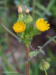 Image result for Crepis newii