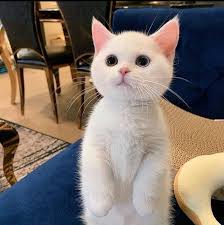 Image result for adorable cat