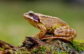 Лягушки и жабы - Статьи на 100 дорог