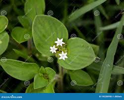 Image result for Richardia scabra