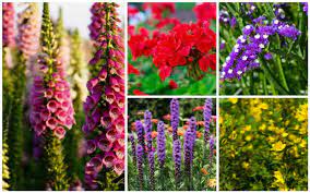 Salvia — also known as perennial sage — boasts numerous varieties, each as hardy as the next. 13 Easy Low Care Perennials Garden Lovers Club