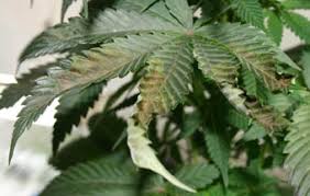 After a long day skiing on the slopes or jogging in frigid weather, you may notice you have developed dry, red, swollen hydrocortisone usage is good for eczema and treating itch, but will thin your skin out and weaken it, if used more than recommended.3 x trustworthy. Burns On Cannabis Leaves Growbarato Blog