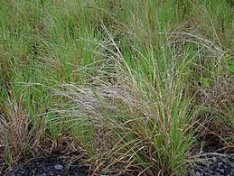 Image result for Heteropogon melanocarpus