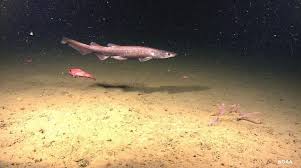 These sharks can be found all over the world in tropical, temperate and boreal waters. 14 Shark Species Found In The Coastal Waters Of British Columbia Photos Videos News