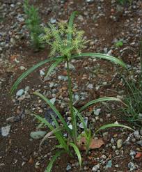 Image result for Cyperus luteus