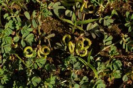 Image result for Indigofera circinella