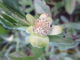 Image result for Enydra fluctuans