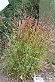 Panicum Virgatum Rehbraun Graserwelten Graser Fur Schatten Rutenhirse Ziergras