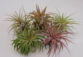 This plant is unique because, in its usual climate, the plant can survive by what it gathers in the air. The Top 10 Types Of Air Plants Shelf