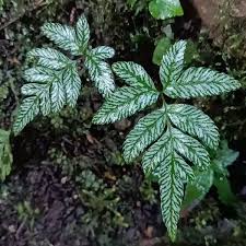 Image result for Pteris cretica