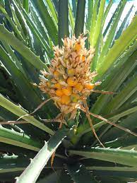 Maybe you would like to learn more about one of these? Blood Drawing Bromeliads Other Sharp Pointy Plants I Love Nixwickedgarden