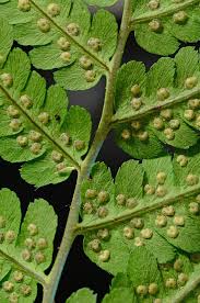 Image result for Dryopteridaceae