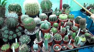 Ensure that you allow the applied fungicidal solution to dry prior to watering, otherwise it will wash off and will need to be reapplied to remain effective. How To Use Neem Oil As A Soil Drench Foliage Spray On Cacti Succulents Youtube