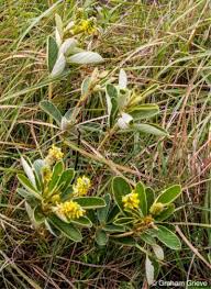 Image result for Eriosema