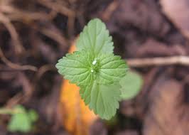 Image result for Veronica javanica