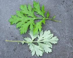 We did not find results for: Fighting Weeds Mugwort And Prunella A Way To Garden