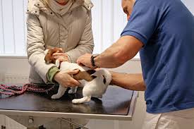 Woche und wird wiederholt, wenn dein hund 15 monate alt ist. Welpen Impfen Kosmos Verlag