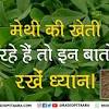 It is cultivated worldwide as a semiarid crop. 1