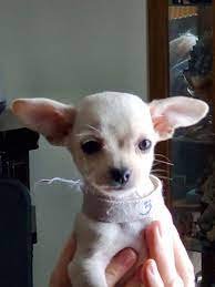 She's so playful and sweet, she won't be going to just any home, home checks may apply. Chihuahua Puppies For Sale Evart Mi 322362 Petzlover