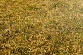 The average cost for a lawn mower repair is $60. How To Turn Yellow Lawn Green Again And The Reasons Your Grass Might Not Be Looking Its Best Mirror Online