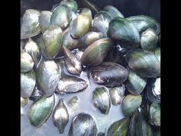 Kerang air tawar merupakan santapan yang banyak digemari masyarakat indonesia. Proses Pengolahan Kijing Kerang Air Tawar Youtube