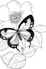 Cute Butterfly And Flowers Butterfly Coloring Page Flower Coloring Pages Butterfly Drawing