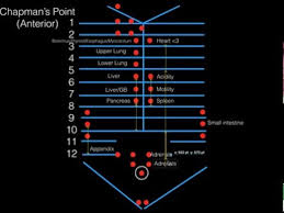 Chapmans Points Anterior For Comlex Level I