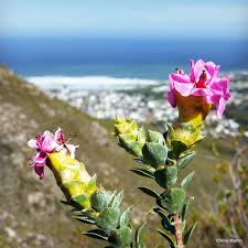 Image result for Penaeaceae