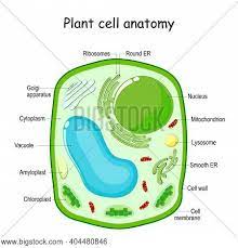 Plant cell structure labeled diagram. Plant Cell Structure Vector Photo Free Trial Bigstock