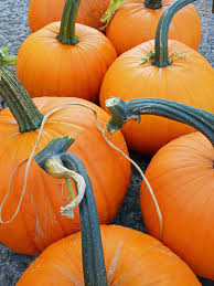 Pin By Megan Michels On Pumpkins Pumpkins Everywhere Pumpkin Food Vegetables